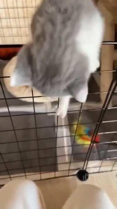 Meowssion impawssible