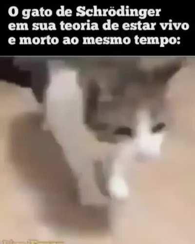 O gato acaba de vivorrer😎👌