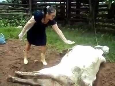 Laboring cow kicks a woman in the face