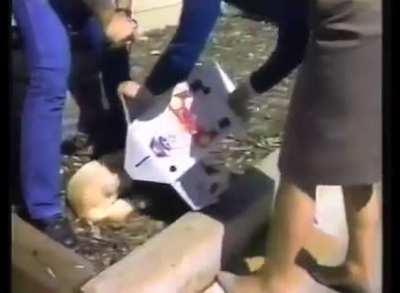 Classic Pinky the cat