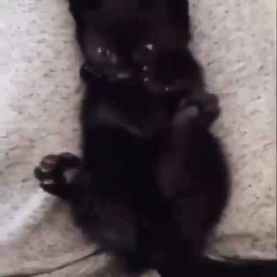 Kitty realizes she has more than one paw