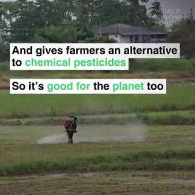 Ducks are cool and useful