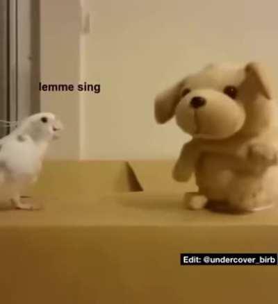 Parrot does not appreciate being interrupted while singing