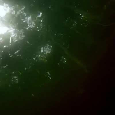 Rare footage of the giant swimming Nope