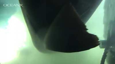Massive deep-sea bluntnose six-gill shark tagged and filmed by OceanX Submarine crew at a depth of 500m