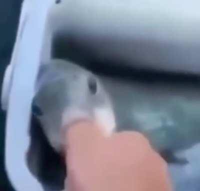 sorry if it's repost