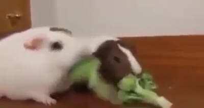 GeRbiL KiLLs FriEnd WiTh brUtaL bLoW To the HeAd