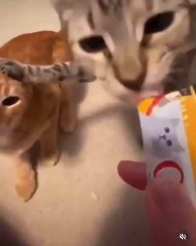 MOD PURGE MOD PURGE DESTROY THE MODERATION TEAM I HATE THIS STUPID SUBREDDIT