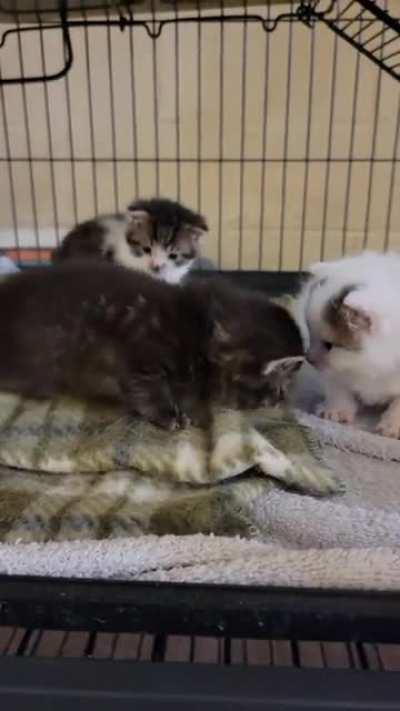 Prisoner viciously attacks cellmate