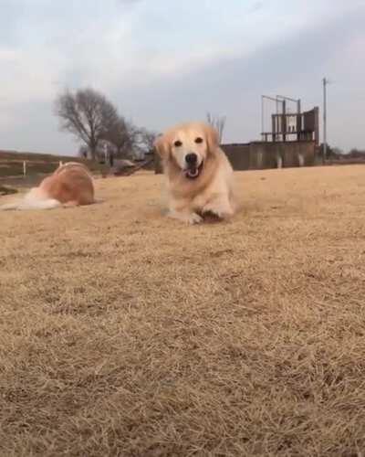 Dog crawls toward camerman