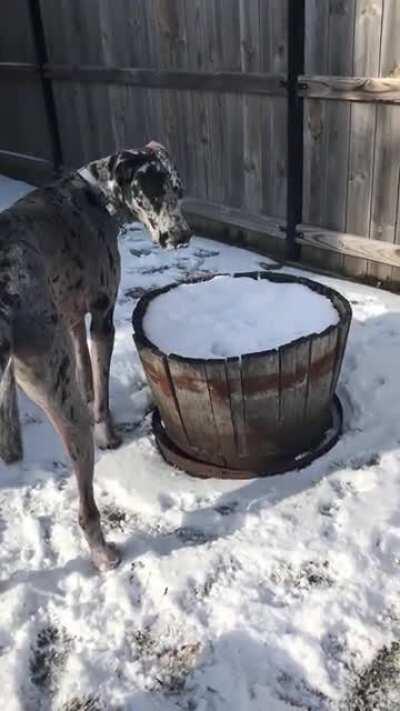 Joint supplements for Danes?