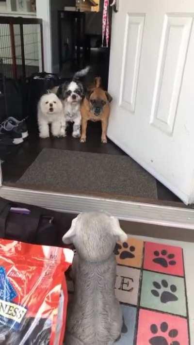 Surprising them with a new friend...