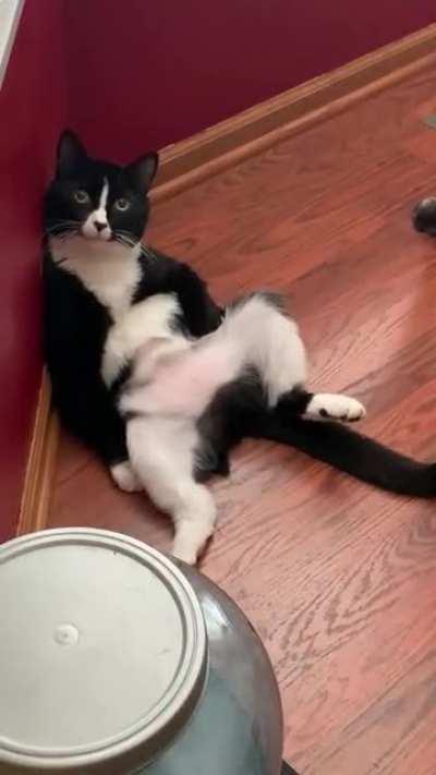 I’ve never felt like I’ve related so much to a cat than I do my sister’s cat.