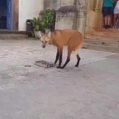 I don't know what the fuck this is. I'm posting it here until we get to the bottom of it. Not a dog. Not a wolf. Not a fox. Not a hyena.
