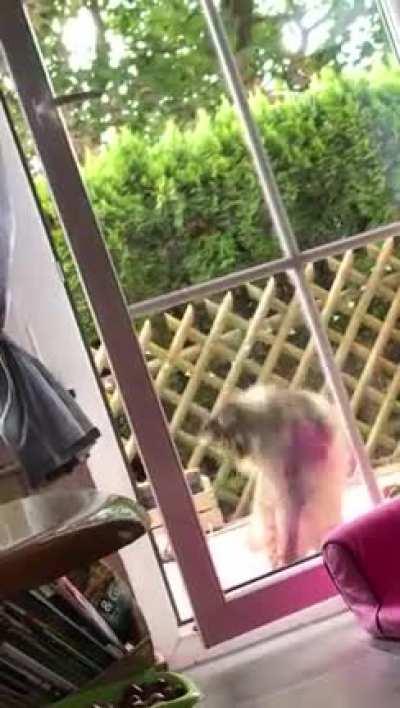 Neville is not the smartest cat out here