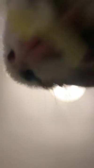 POV: You’re the lettuce.