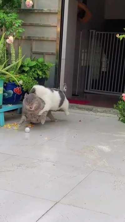 Chonk on chonk violence