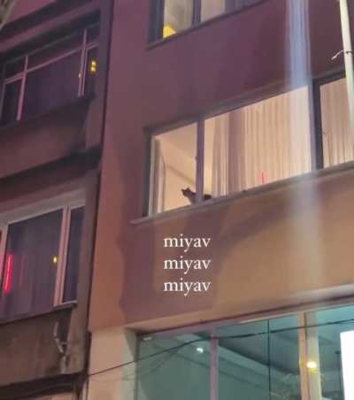 Bugünden bir görüntü, protestocular kedileri de sokaklara davet ediyor