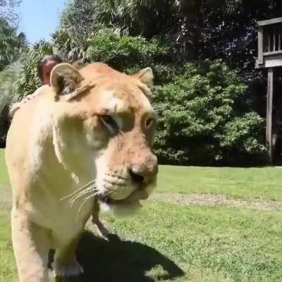 look at this big boi