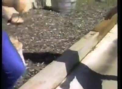 Classic: Pinky the Cat