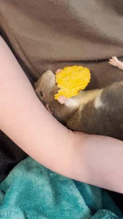 Princess Cory enjoys a chip