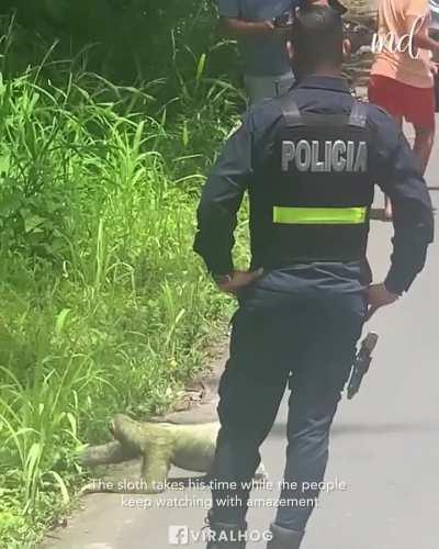 Police escort sloth as he slowly crosses road