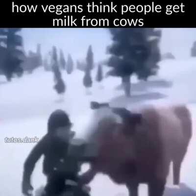 can confirm 🤜🐄