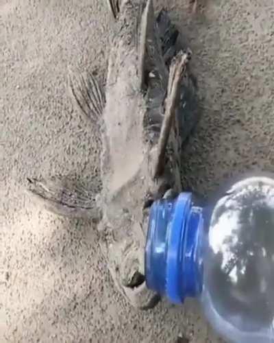 How is this fish still functioning? Armored pleco?