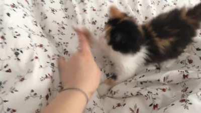 Baby Mochi 🧡🤎🖤🤍