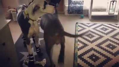 Doggo forgot how to walk