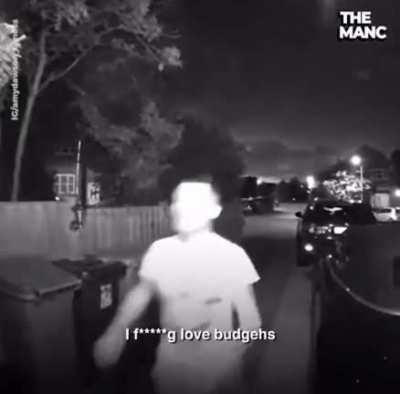 I fucking love budgerigar!