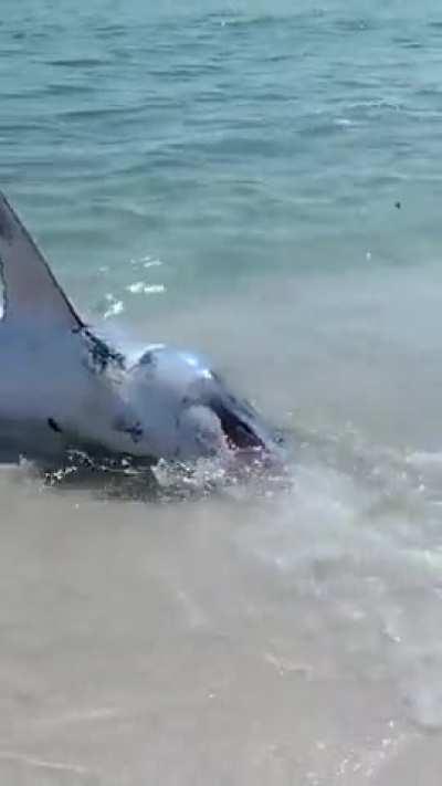 Mako shark washes ashore on Pensacola Beach..