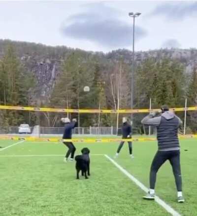 Dog playing volleyball