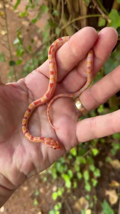 Is this cornsnake acting ok?