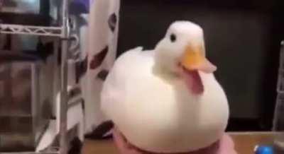 duck