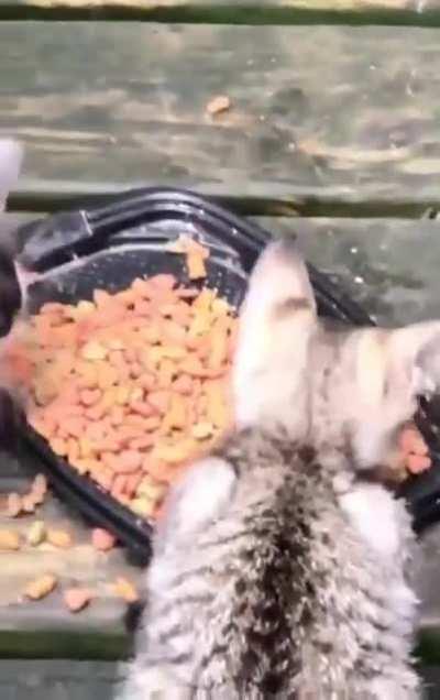 They stole it from us... Sneaky little Raccoonses!