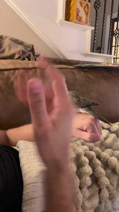 Pidgey uses wing attack- it’s super successful