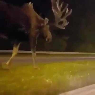 Massive Moose dwarfs SUV.