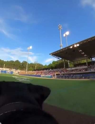 Player realizes that he nearly stole the dogs job