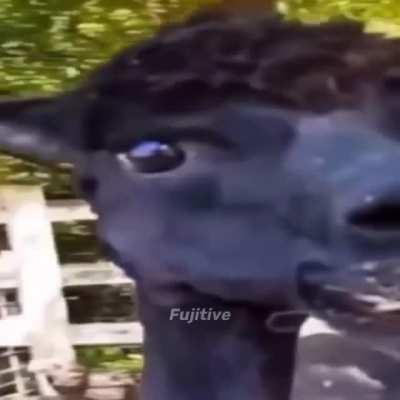 Have you been able to get the beverage machine to work yet?