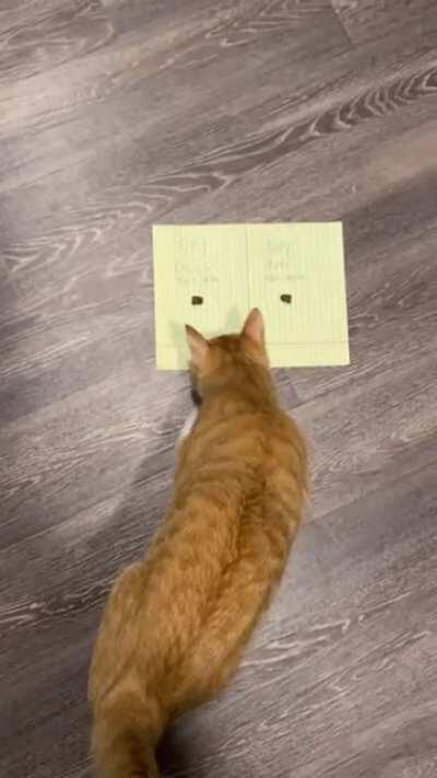 My cat has chosen. ALL IN ON SPY CALLS!