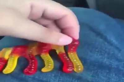 gummy elephant