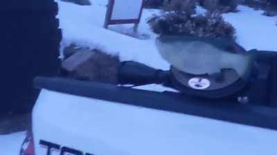 Billy Bass remote weapon system