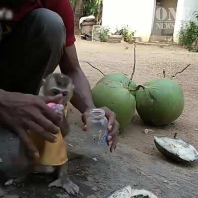 Baby monkey to close