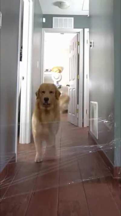 Dog vs invisible wall