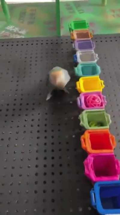 Intelligent Bird, Matches The Colors Every Time