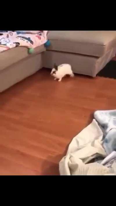 Compilation Video Of Rabbits Behaving...