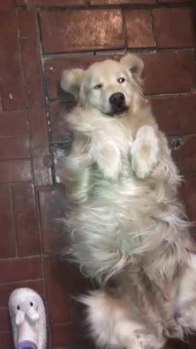 Golden sweeper, saved myself a broom