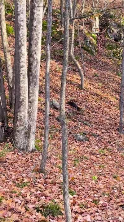 I was on an early morning hike when I bumped into a family of otters returning home after a night of fishing