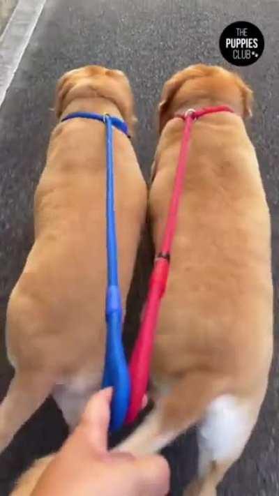 These two dogs walking in sync